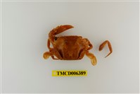 藏品(鈍齒短槳蟹)的圖片